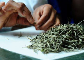 Teaology prosegue con la sostenibilità e diventa B Corp