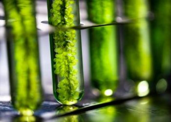 L’Oréal spinge sulle ‘Green Sciences’ e acquisisce la minoranza di Microphyt
